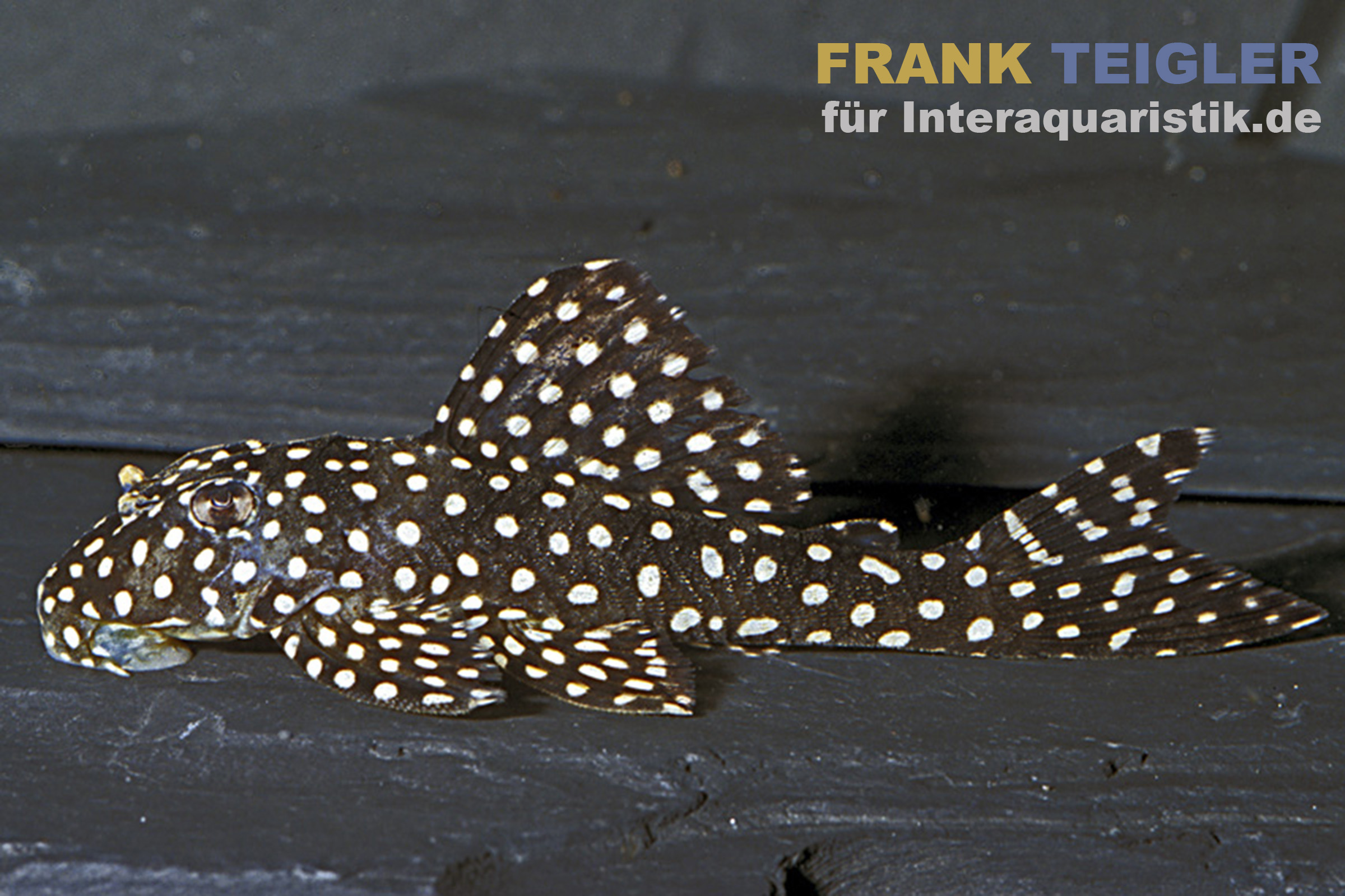 Gepunkteter Zwergsaugwels Schwarzer Saugwels mit weißen Punkten auf Holz